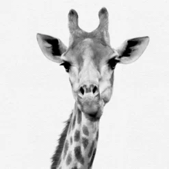 Black And White Nursery Safari - 4 Piece Framed Gallery Wall Set - Americanflat With Mat 8 Black And White Nursery Safari - 4 Piece Framed Gallery Wall Set - Americanflat With Mat -Baby Trend Store GUEST d9b496e3 790a 42c3 a5ab 4fbc6c1dd4ff